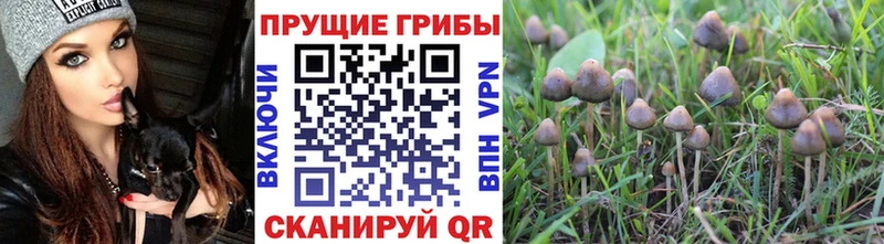 где можно купить   Курчалой  Псилоцибиновые грибы прущие грибы 